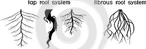 Different types of root systems: tap and fibrous root systems