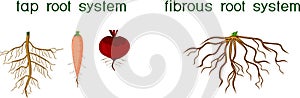 Different types of root systems: tap and fibrous root systems