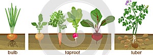 Different types of root vegetables growing on vegetable patch. Plants showing root structure below ground level