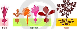 Different types of root vegetables. Plants with leaves and root system