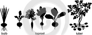 Different types of root vegetables. Silhouettes of agricultural plants
