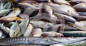 Different types of sea fish