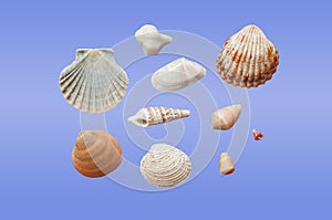 Different types of seashells