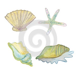 different types of seashells ocean set watercolor illustration isolated on white background base for textile design photo