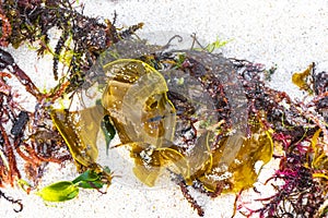 Different types of seaweed sea grass beach sand and water