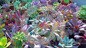 Different types of succulents and tropical plants in a greenhouse in a botanical garden
