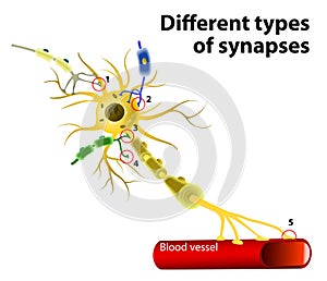 Different types of synapses