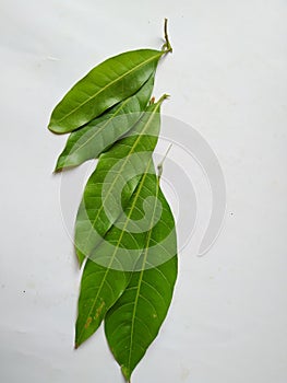 Different types of Texture and Patterns of a Mango Leaves  on white Background. Fresh Green Mango Tree leaves
