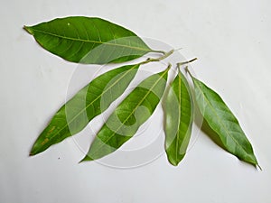 Different types of Texture and Patterns of a Mango Leaves  on white Background. Fresh Green Mango Tree leaves