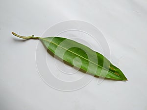 Different types of Texture and Patterns of a Mango Leaves  on white Background. Fresh Green Mango Tree leaves