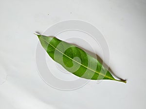 Different types of Texture and Patterns of a Mango Leaves  on white Background. Fresh Green Mango Tree leaves