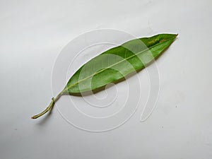 Different types of Texture and Patterns of a Mango Leaves  on white Background. Fresh Green Mango Tree leaves