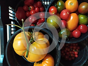 Different types of tomatoes in a plastic basket. Diferentes tipos de tomates en una cesta de plÃ¡stico
