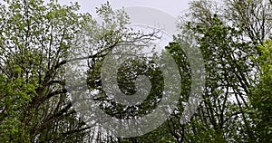 different types of trees in a mixed forest in cloudy weather