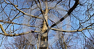 different types of trees in the park in winter