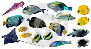 Different types of tropical fish Butterflyfish, Parrotfish, Stingray, Angelfish, Surgeonfish isolated on white background. Set