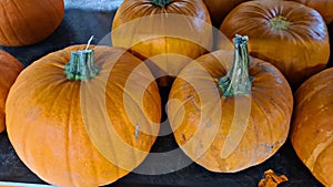 Different types of vegetables are collected from garden and brought into the barn for storage