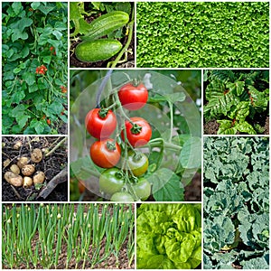 Different types of vegetables in the garden in a collage
