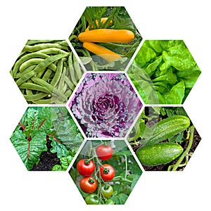 Different types of vegetables in the garden in a collage