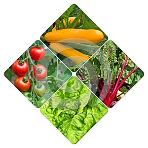 Different types of vegetables in the garden in a collage
