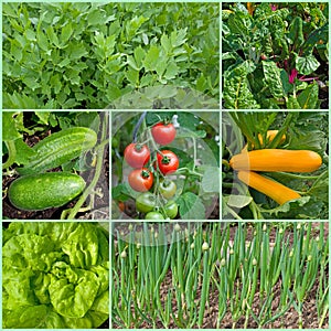 Different types of vegetables in the garden in a collage