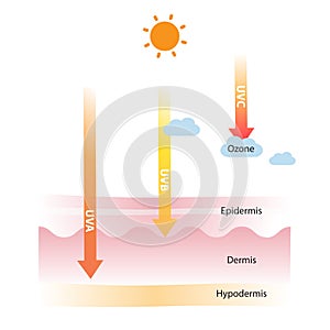 The different of UV rays types and absorption vector illustration.