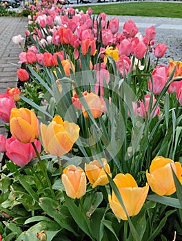 Different variations of tulips. Beautiful flowering bulbs.