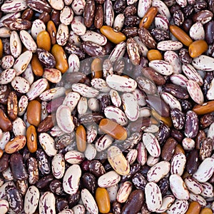 Different varieties of beans close-up.