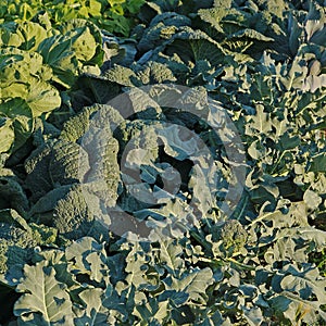 Different varieties of cabbage in a vegetable garden