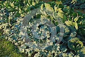 Different varieties of cabbage in a vegetable garden