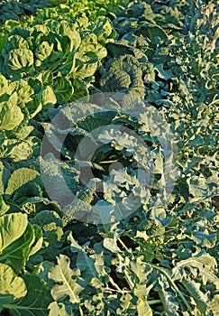 Different varieties of cabbage in a vegetable garden