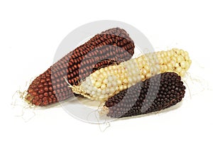 Different varieties of colorful corn cobs photo
