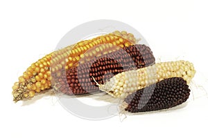 Different varieties of colorful corn cobs photo