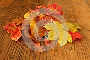 Different varieties of dead tree leaves in autumn