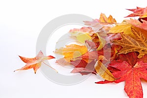 Different varieties of dead tree leaves in autumn