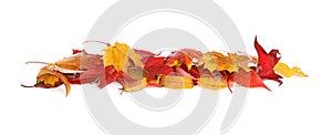 Different varieties of dead tree leaves in autumn