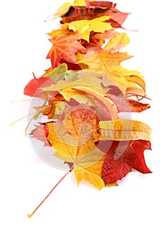 Different varieties of dead tree leaves in autumn