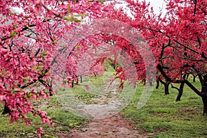 Beautiful flowering peach trees at Hanamomo no Sato,Iizaka Onsen,Fukushima,Japan photo