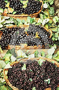 Different varieties of grapes in the wicker baskets, vertical co