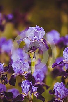 Different varieties of irises