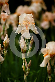 Different varieties of irises