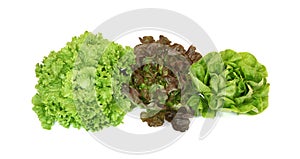 Different varieties of lettuce, batavia, red and green lettuce