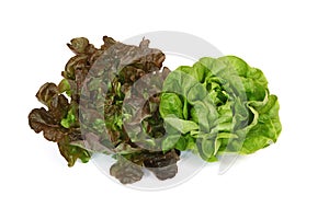 Different varieties of lettuce, batavia, red and green lettuce