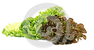 Different varieties of lettuce, batavia, red and green lettuce