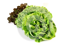 Different varieties of lettuce, batavia, red and green lettuce