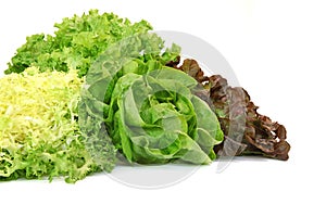 Different varieties of lettuce, batavia, red and green lettuce