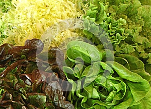 Different varieties of lettuce, batavia, red and green lettuce