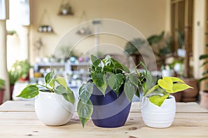 Different varieties of neon, green and variegated leaf of philodendron brazil plants in ceramic pots