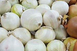 Different varieties of onions, predominantly white at the Farmer`s market, delicious vegetable used in cooking or salads