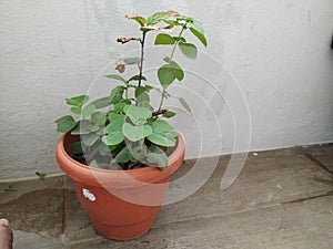 Different Varieties of Plants growing in a Plastic Pot at Home Terrace Garden